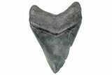 Fossil Megalodon Tooth - South Carolina #272414-1